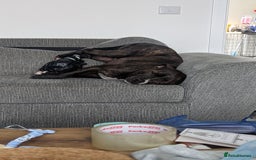 Staffordshire Bull Terrier dogs for sale: Male Staffy micro chipped ready for his new family - Image 15