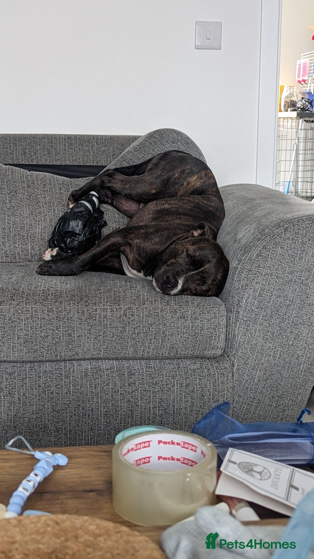 Staffordshire Bull Terrier dogs for sale: Male Staffy micro chipped ready for his new family - Image 15