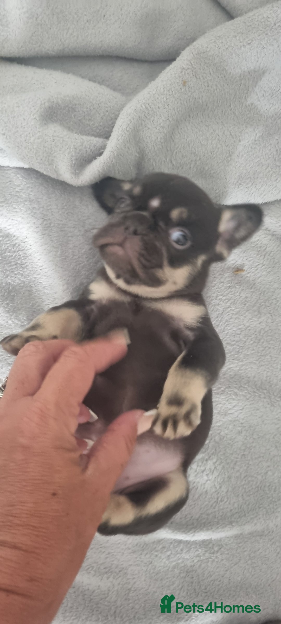 French Bulldog dogs for sale: LAST GIRL Chocolate French Bulldog puppies - Image 6