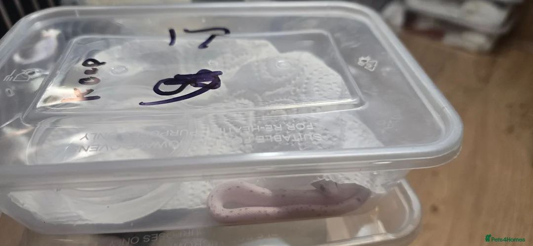 Corn Snake reptiles for sale: Hypo palmetto corn snakes  - Advert 1