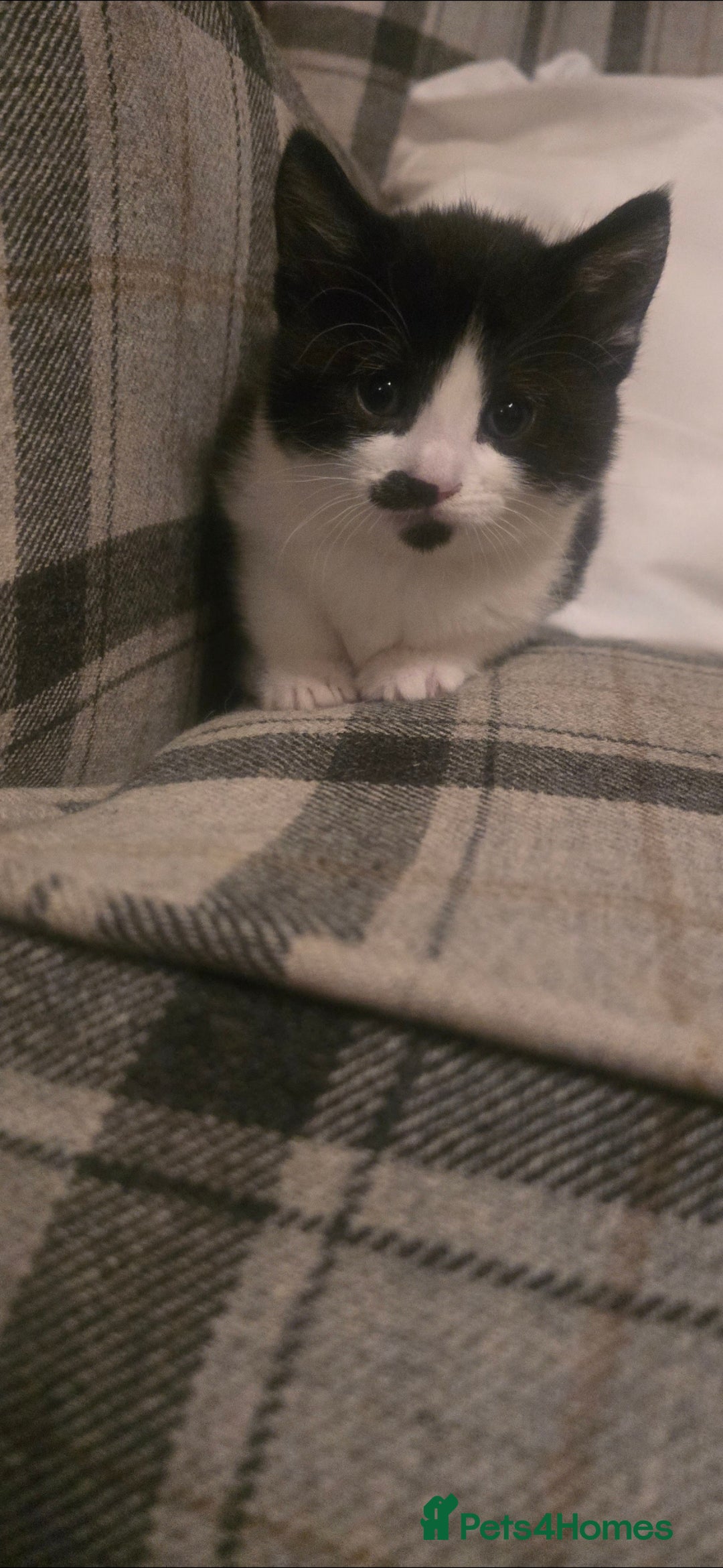Domestic Shorthair cats for sale: 3 x Cute balls of fluff - Image 3