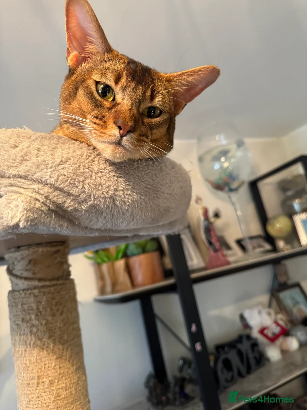 Abyssinian cats for stud: Champion Abyssinian. Tica registered for Stud - Advert 10