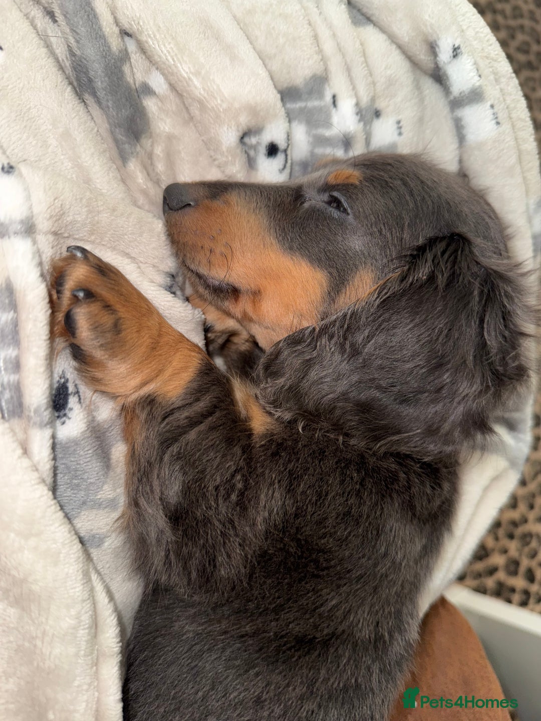 Miniature Dachshund dogs for sale: Miniature Long Haired Dachshund  - Advert 6