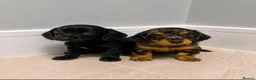 Dachshund dogs for sale: Dachshund puppies in London - Advert 8