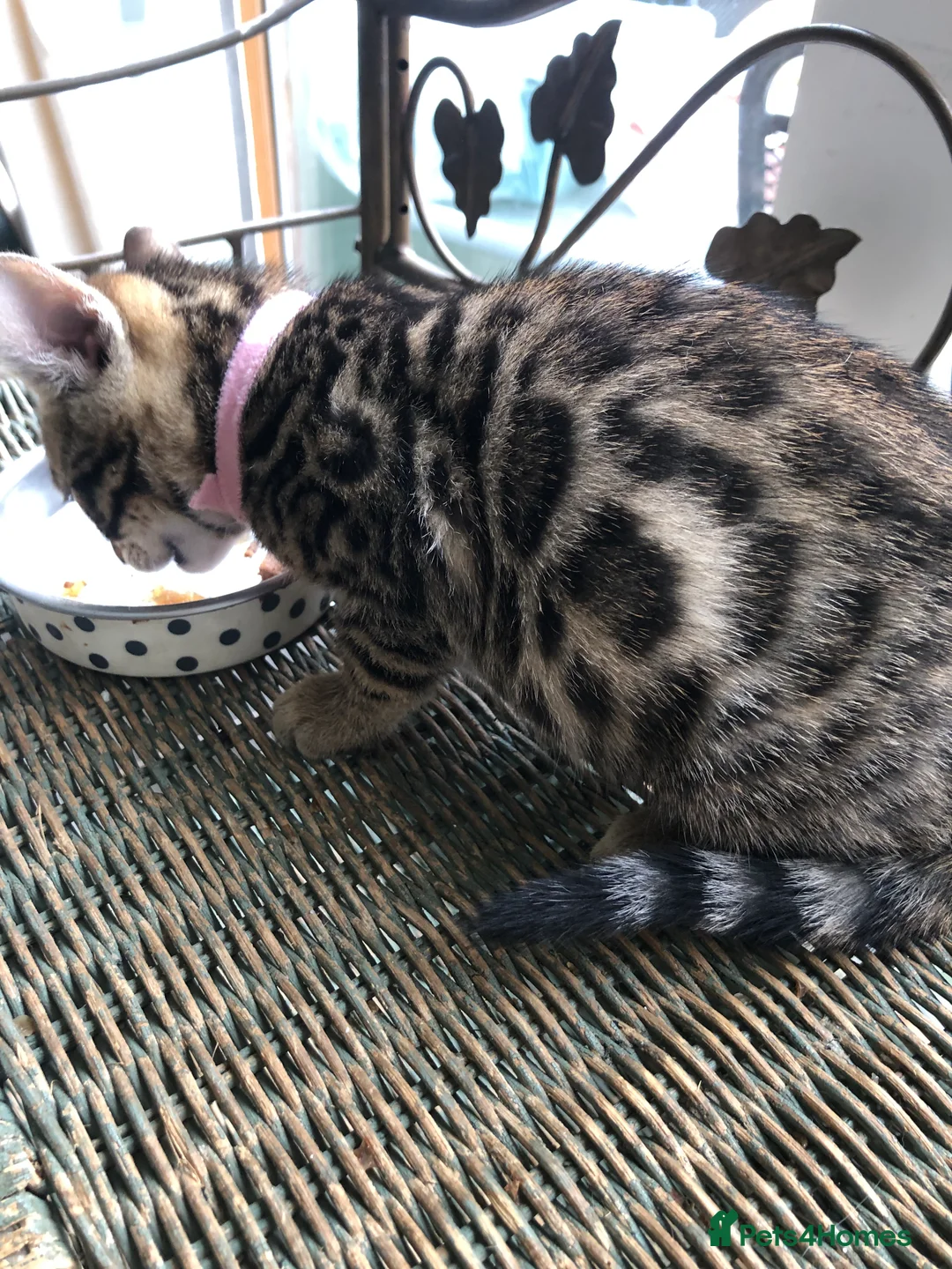 Bengal cats for sale: Quality kittens Bengal in Harrow - Advert 2