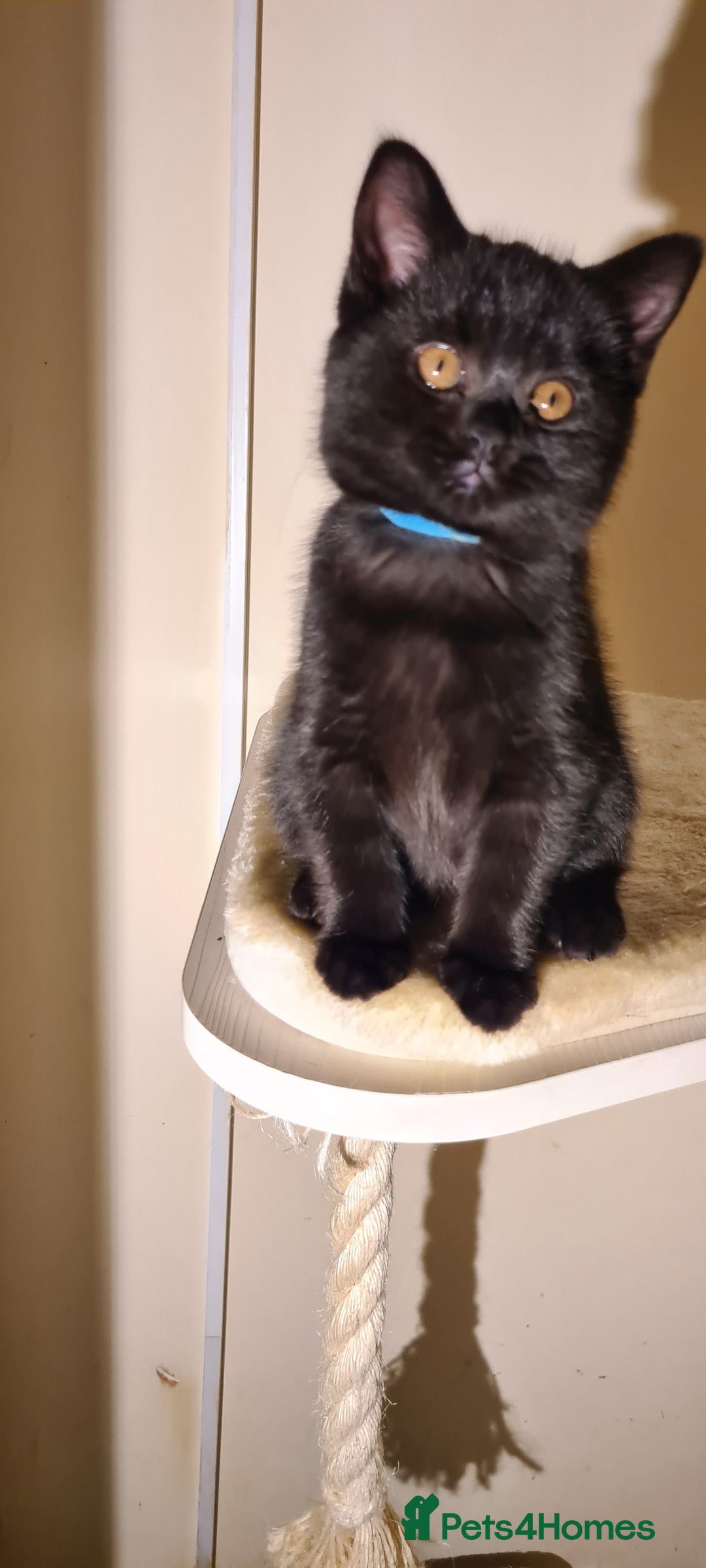 British Shorthair cats for sale: British shorthair black and blue kittens - Advert 22