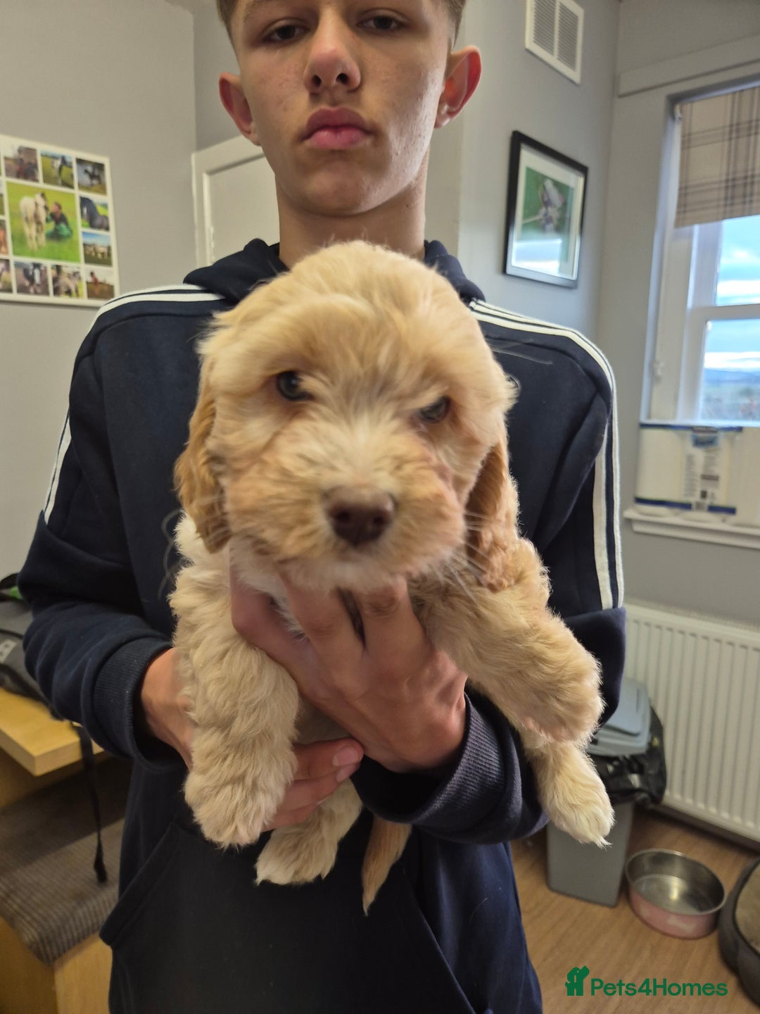 Cockapoo dogs for sale: Cockapoo puppies - Image 2