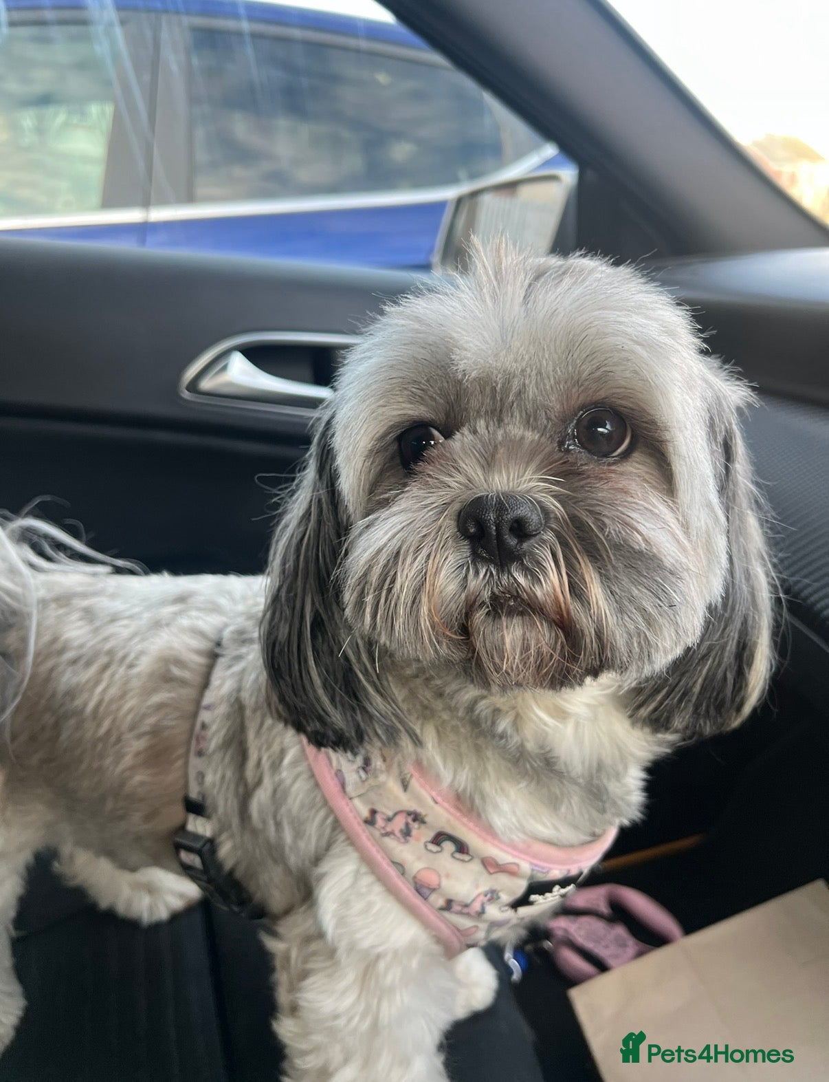 Lhasa Apso dogs Lhasa Apso Puppies looking for their forever home. - Advert 9