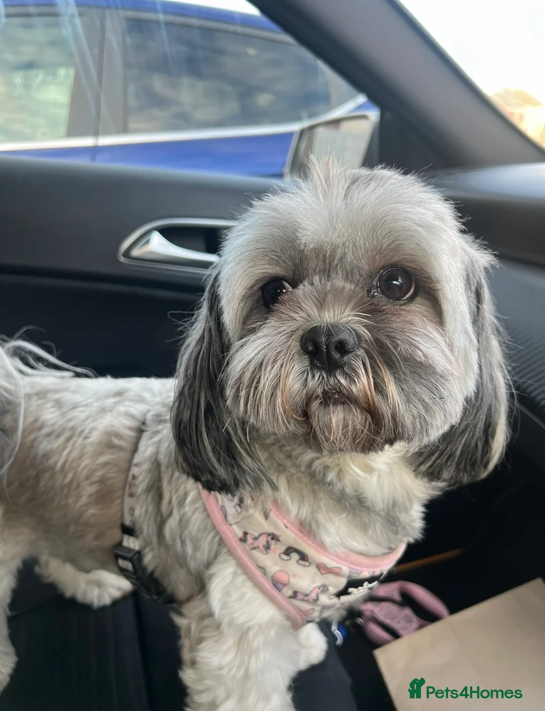 Lhasa Apso dogs for sale: Lhasa Apso Puppies looking for their forever home. in Bishopton - Advert 2