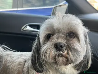 Lhasa Apso dogs Lhasa Apso Puppies looking for their forever home. - Advert 9