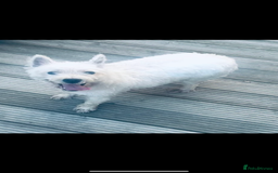 West Highland Terrier dogs for sale: 2 year old female westie  - Image 1