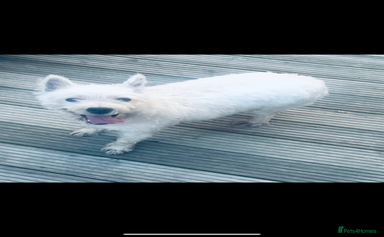 West Highland Terrier dogs - Advert 1