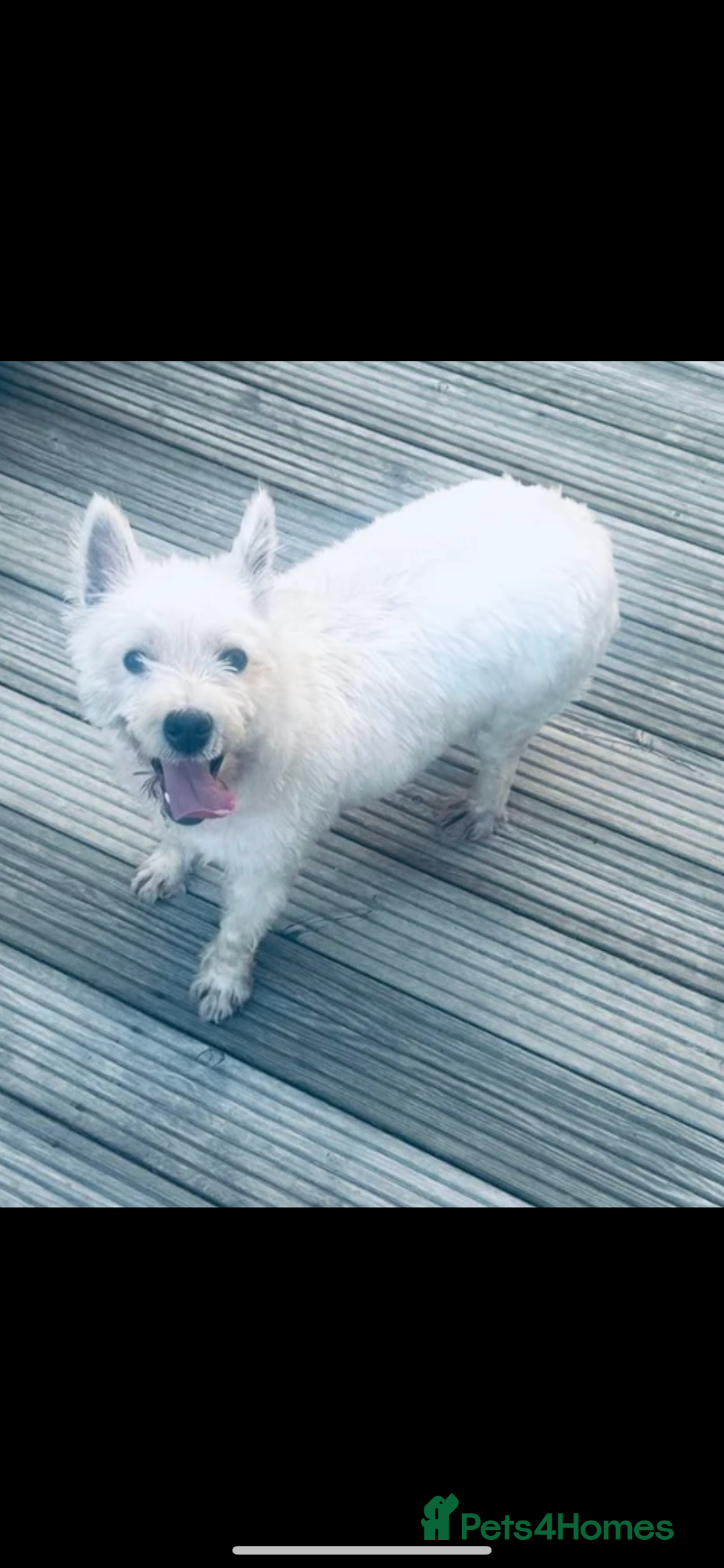 West Highland Terrier dogs for sale: 2 year old female westie  - Image 1