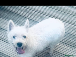West Highland Terrier dogs for sale - Advert 1