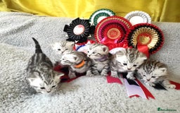 British Shorthair cats for sale: Your Furry Fantasy Awaits! - Image 20