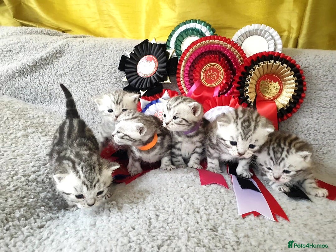 British Shorthair cats for sale: Your Furry Fantasy Awaits! - Image 20