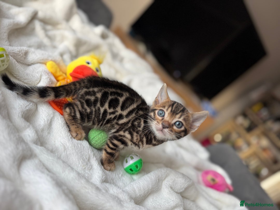 Bengal cats for sale: Purebred Bengal Kittens – Ready for Loving Homes - Advert 9