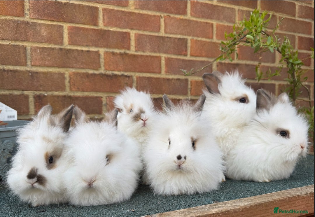 Mixed Breed rabbits for sale: All Female Gorgeous Lionhead/Lop/English rabbits. in Pewsey - Image 2