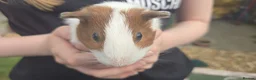 Guinea Pig rodents for sale: Young female guinea pigs  - Advert 3