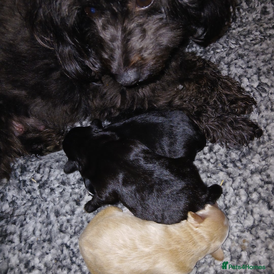 Mixed Breed dogs for sale: Maltipomapoo  - Advert 4