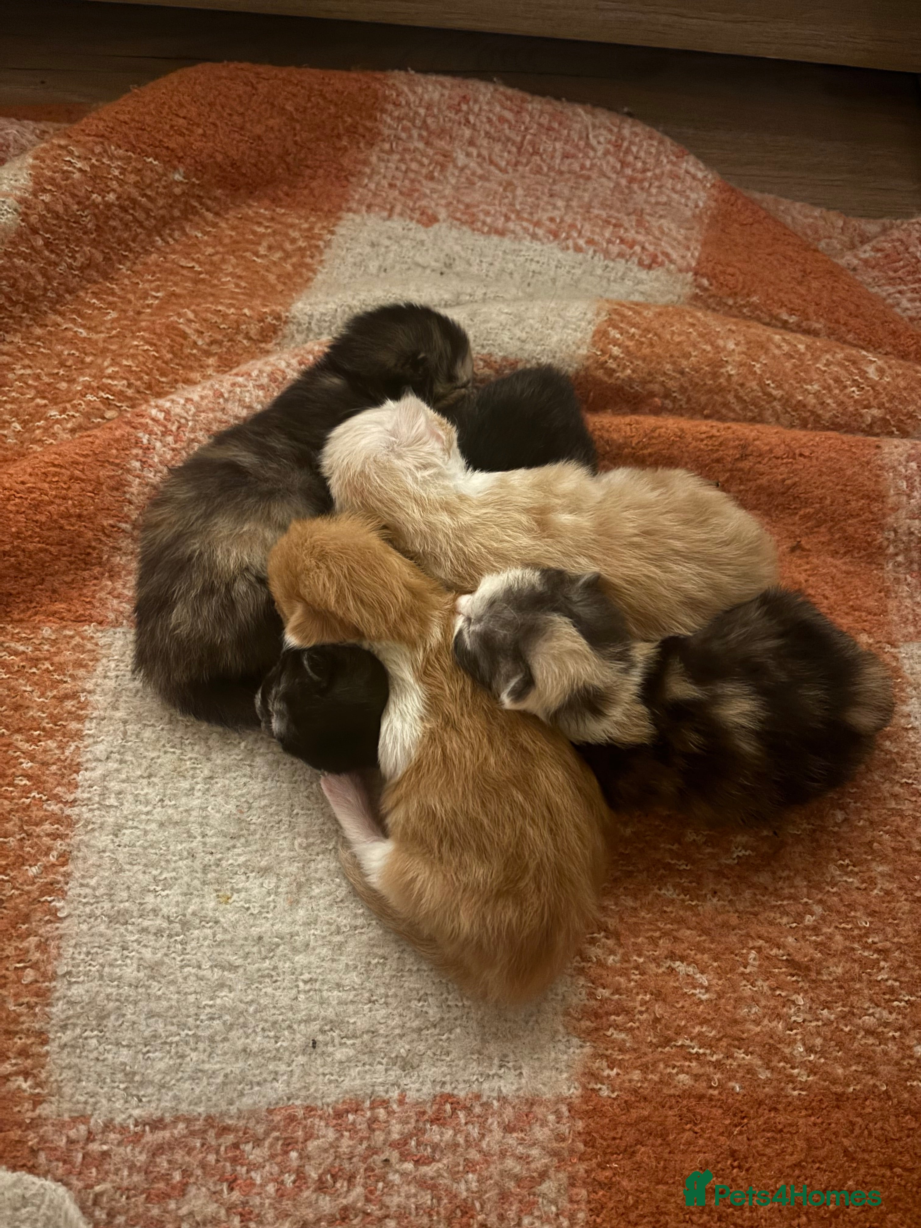 Maine Coon cats Maine coon kittens  - Advert 7