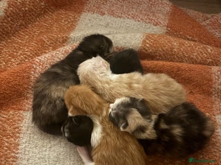 Maine Coon cats Maine coon kittens - Advert 3