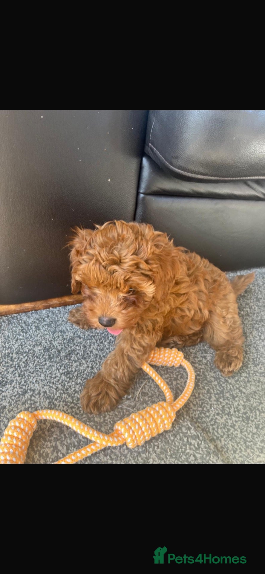 Cavapoo dogs Stunning red Cavapoo pups  - Advert 2
