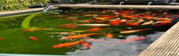 Koi Carp fish for sale: Koi carps for sale  - Advert 6