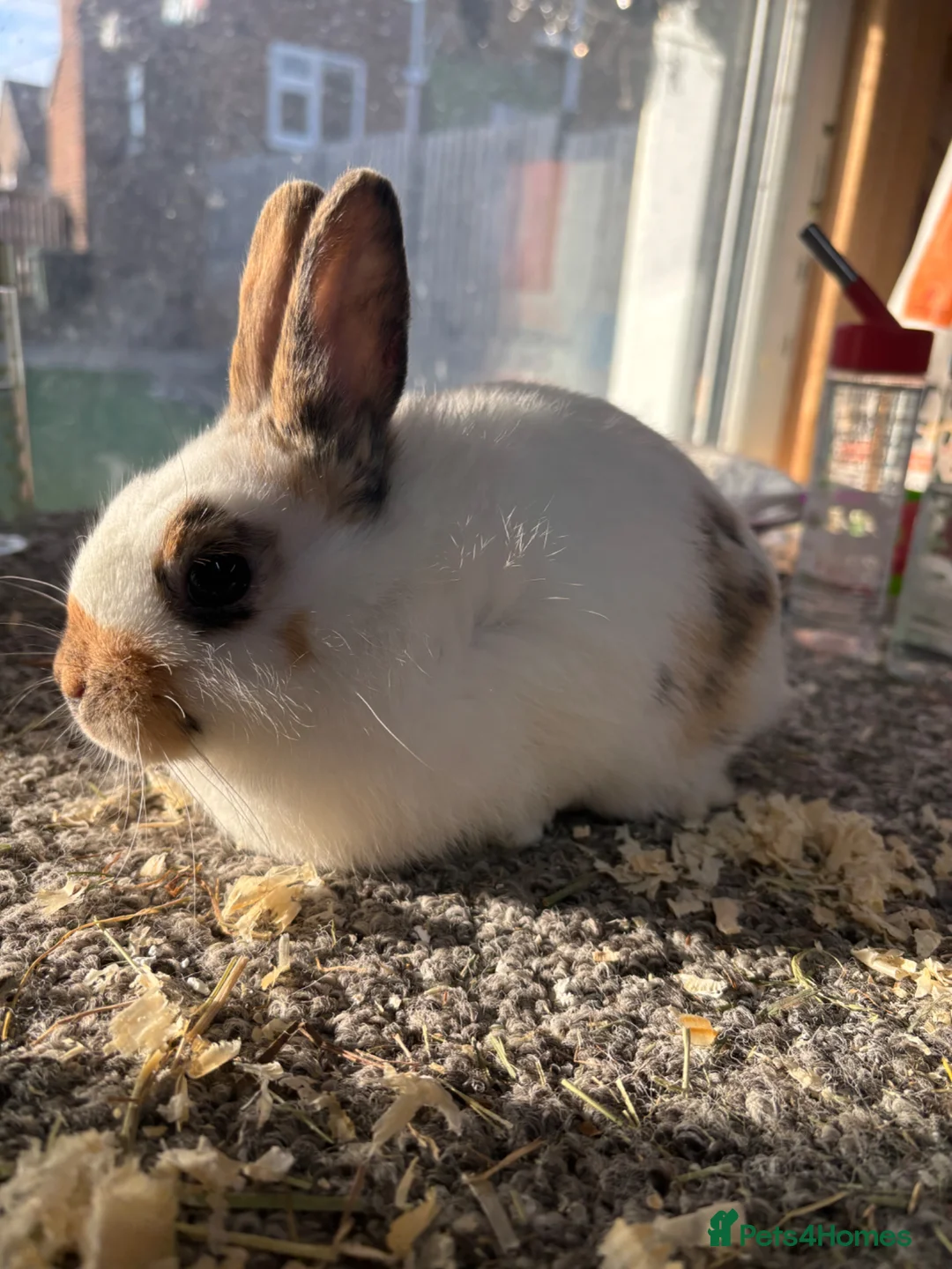 Giant Papillon rabbits for sale: Miniature pappillion doe vaccinated show lines  - Advert 2