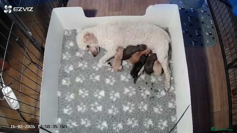 Cavapoo dogs Healthy F1 Cavapoo puppies  - Advert 1