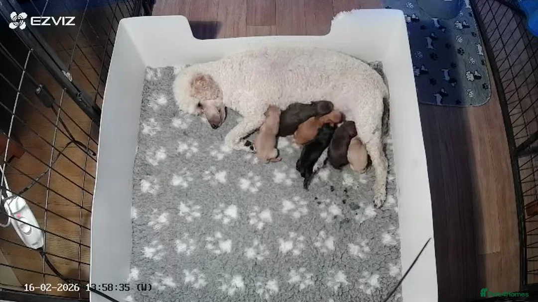 Cavapoo dogs for sale: Healthy F1 Cavapoo puppies  - Advert 1