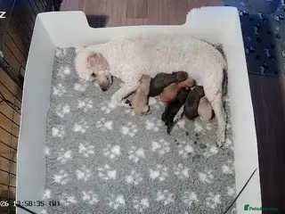 Cavapoo dogs Healthy F1 Cavapoo puppies - Advert 1