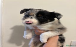 Australian Shepherd dogs for sale: *3 LEFT* Australian shepherd puppies for sale  - Image 18