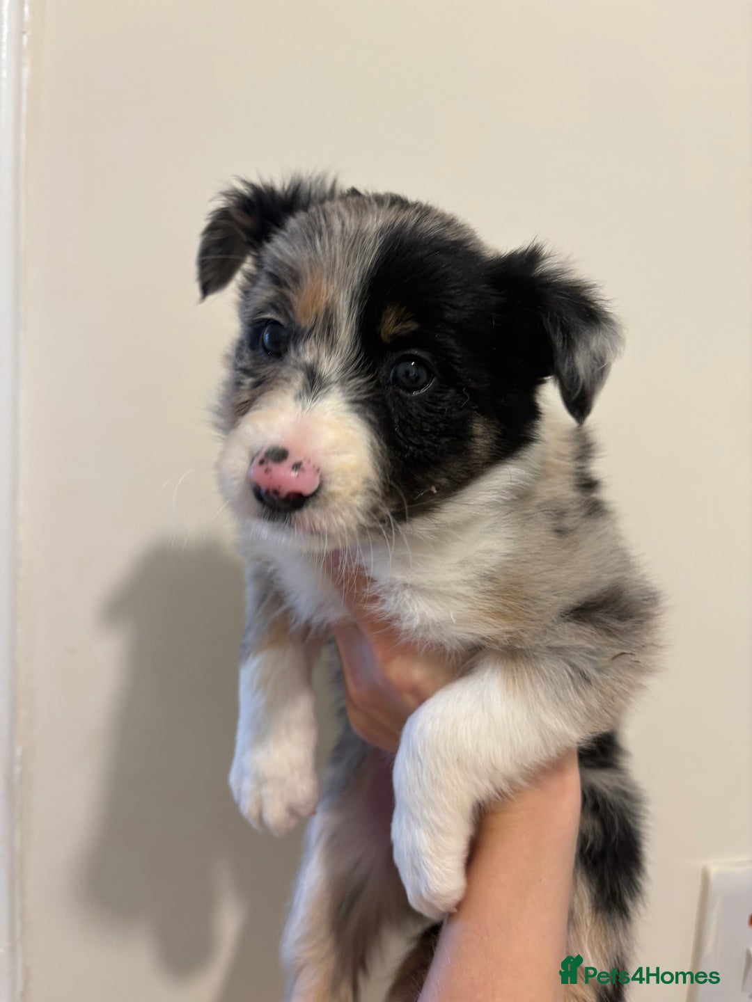 Australian Shepherd dogs for sale: *3 LEFT* Australian shepherd puppies for sale  - Image 18