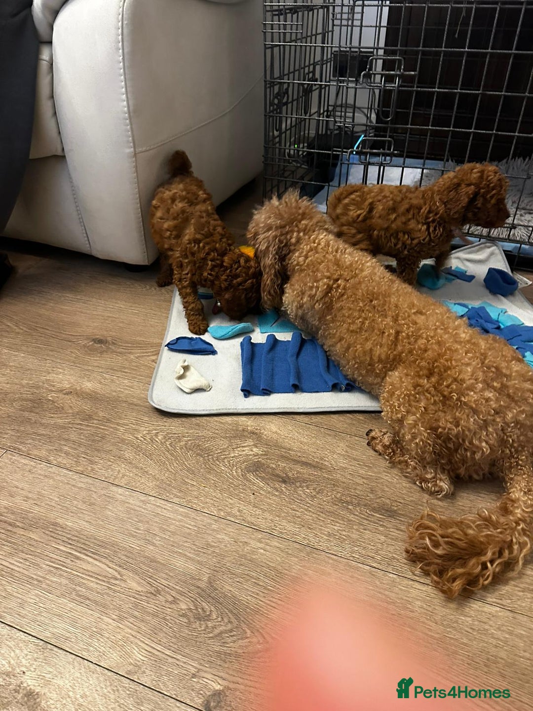 Toy Poodle dogs for sale: Red Toy Poodle puppies 🐶 💥💥💤 - Image 9