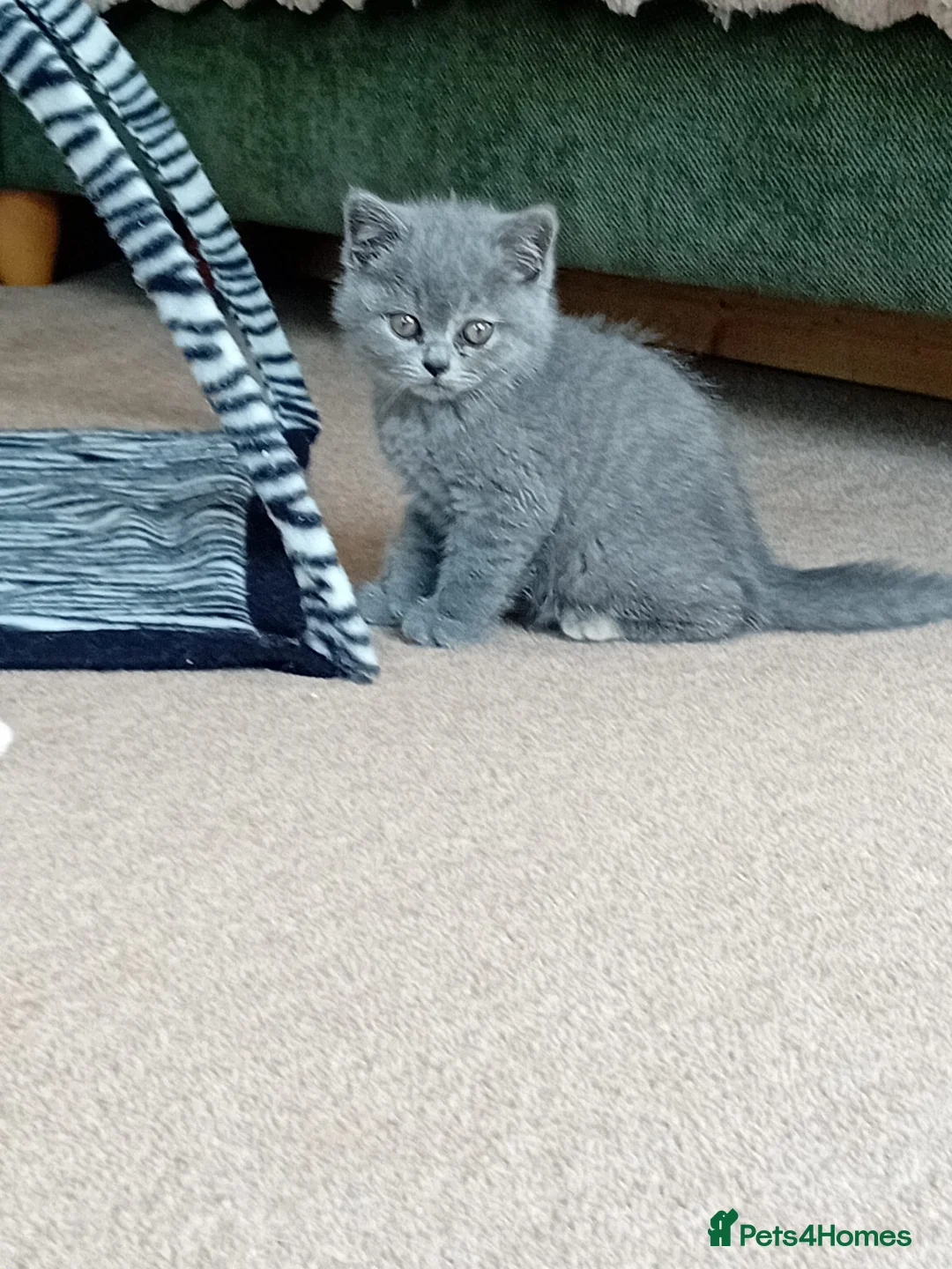British Shorthair cats for sale: Stunning 11 week British shorthair female - Advert 9