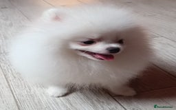Pomeranian dogs for sale: Handsome Male fluff ball for sale!!🐶🐾 - Image 1