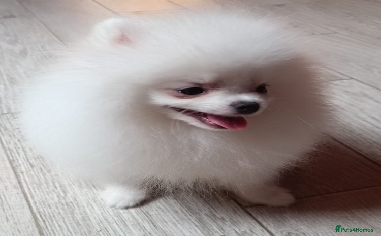 Pomeranian dogs - Advert 1