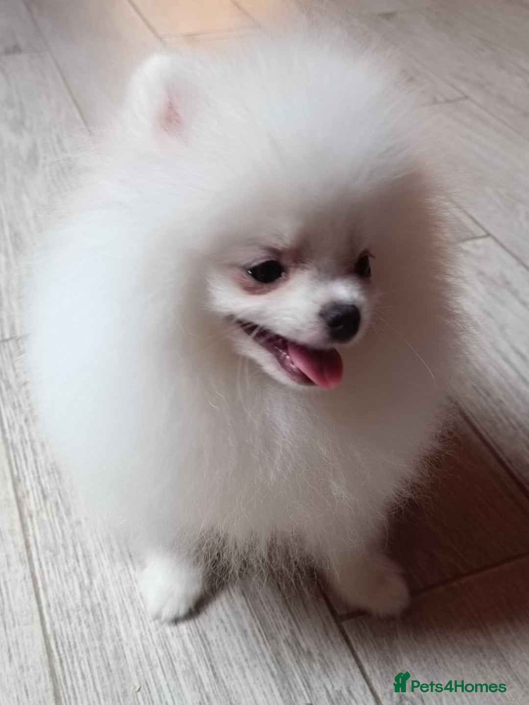 Pomeranian dogs for sale: Handsome Male fluff ball for sale!!🐶🐾 - Image 1
