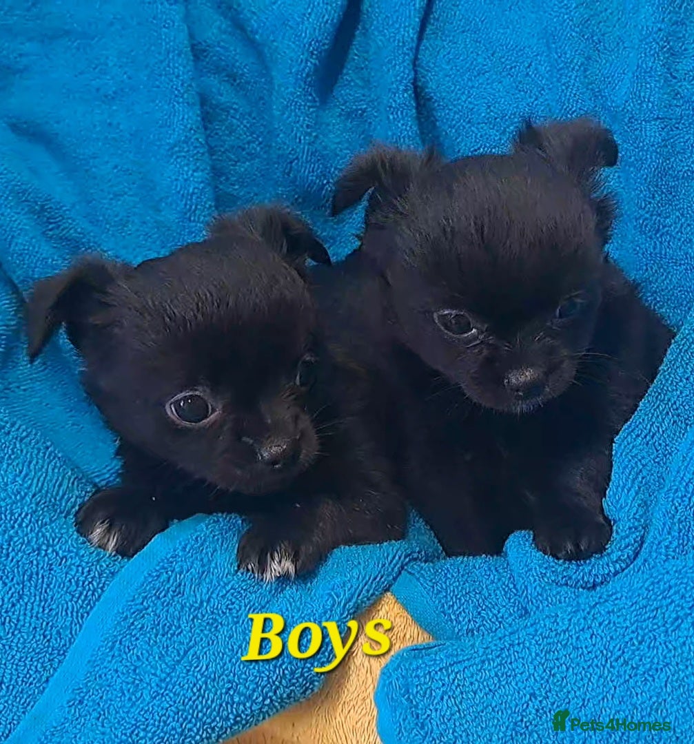 Chihuahua dogs Long Coat Chihuahua puppies for sale - Advert 4
