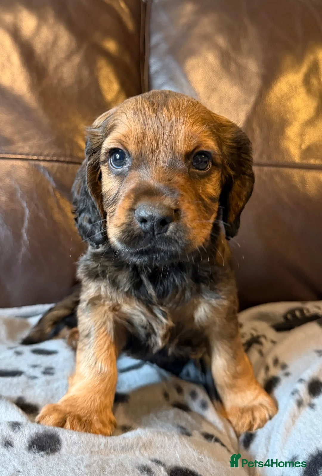 Cocker Spaniel dogs for sale: 3 male cocker spaniel pups for sale - Advert 6