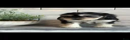 Cockapoo dogs for sale: Ready now f1 Cockerpoos  - Advert 15