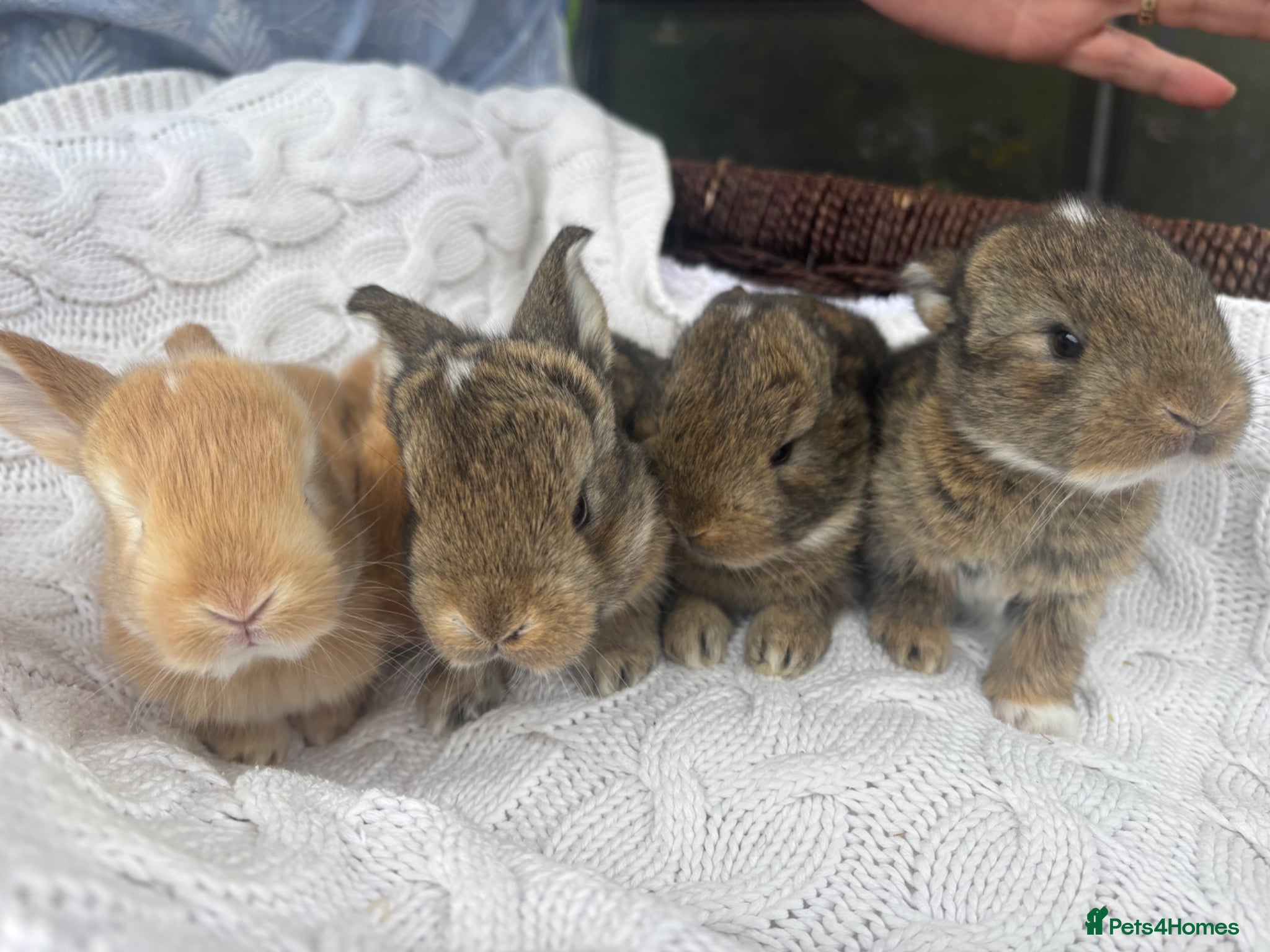 Mixed Breed rabbits 5 beautiful French lop x mini lops  - Advert 7