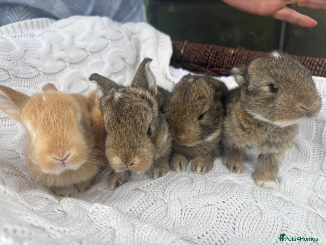 Mixed Breed rabbits for sale: 5 beautiful French lop x mini lops  - Advert 1