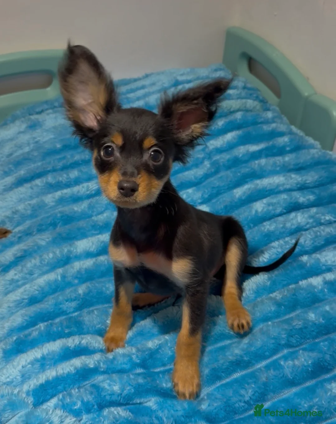 Russian Toy Terrier dogs for sale: Beautiful Russian Toy Puppies - Advert 2