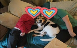 Beagle dogs for adoption: Cooper is in Hampshire & waiting for his family  - Advert 6