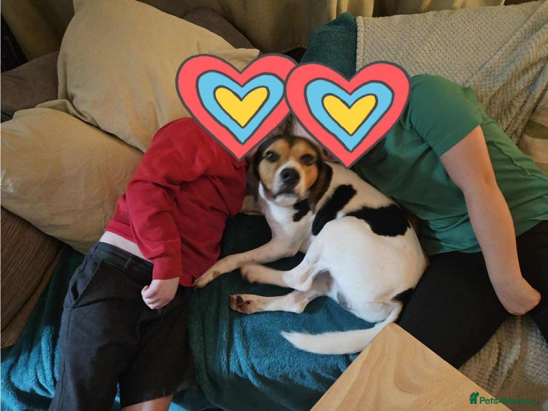 Beagle dogs for adoption: Cooper is in Hampshire & waiting for his family  - Advert 6