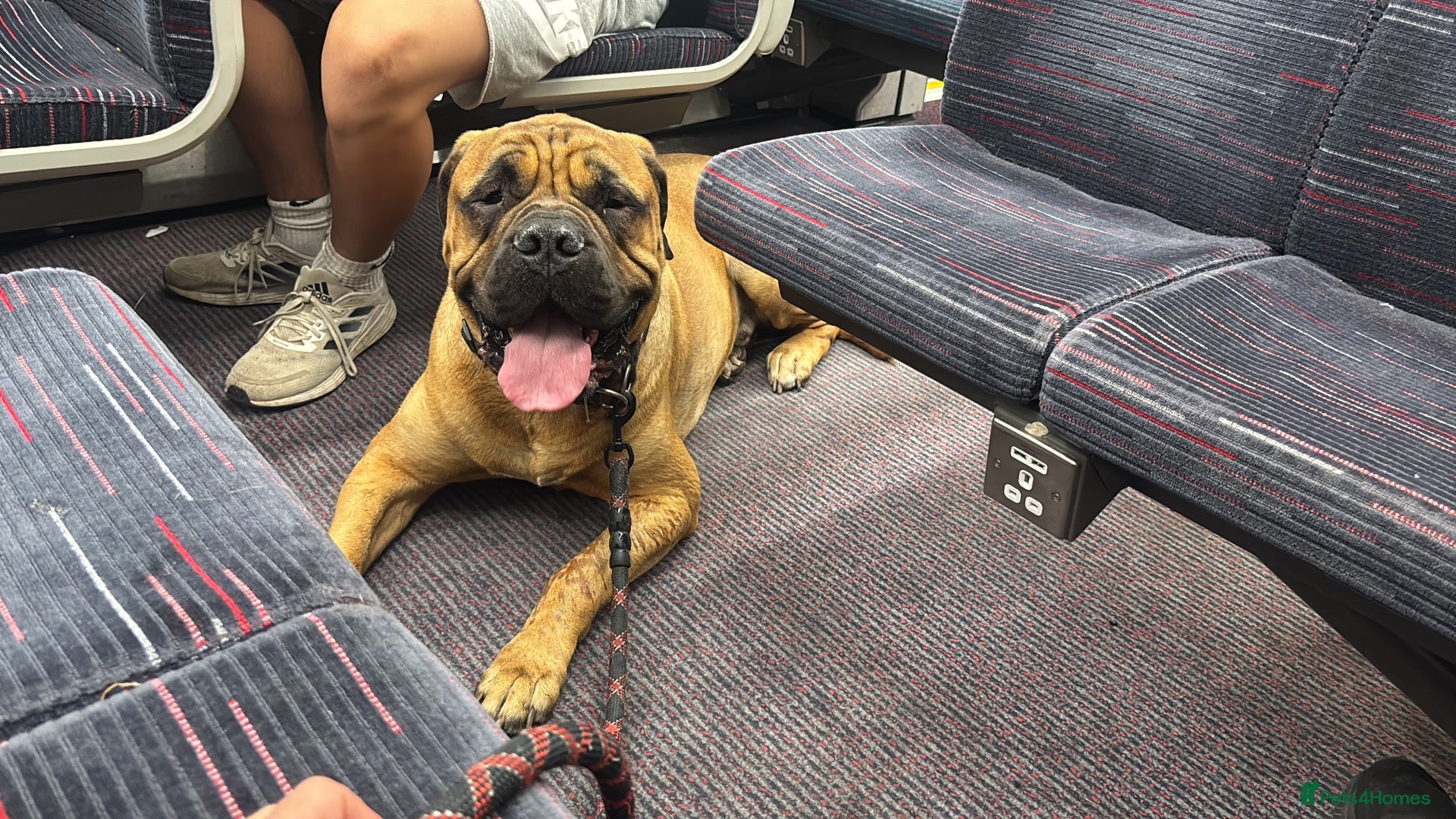 Bullmastiff dogs KC Registered Bullmastiff Sire  - Advert 2