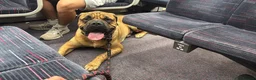 Bullmastiff dogs for stud: KC Registered Bullmastiff Sire  - Advert 6