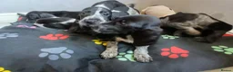 Mixed Breed dogs for sale: KC Basset Hound x KC German Shorthaired Pointer  - Advert 6